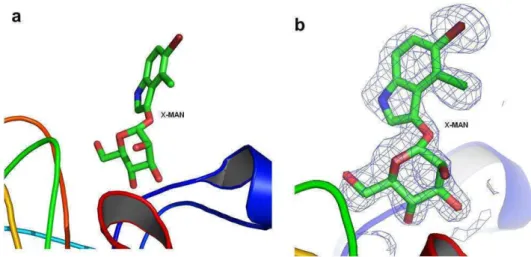 Fig. 1. Dioclea virgata lectin (DvirL) carbohydrate binding site. (a) Binding of X-man molecule in the carbohydrate binding site of DvirL