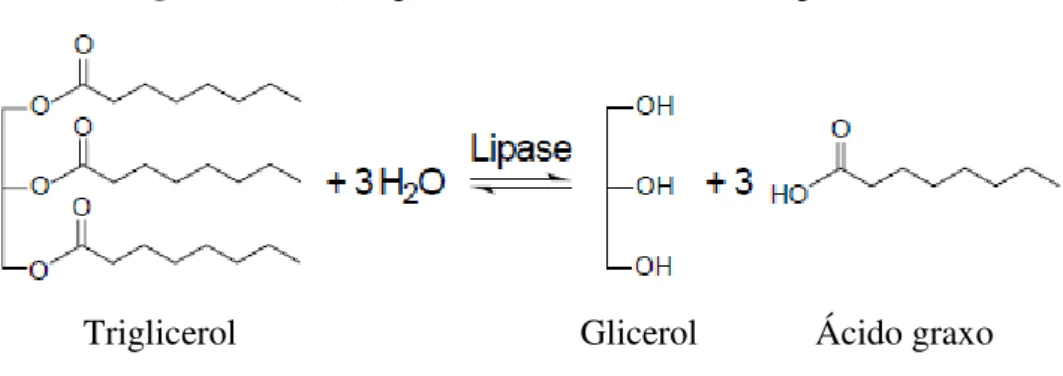 Figura 01 - Reação geral de hidrólise de um triacilglicerol.  