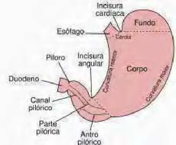 Figura   1   -   O   estomago   humano   e   dividido   em   cardia,   fundo,   corpo   e   antro/piloro