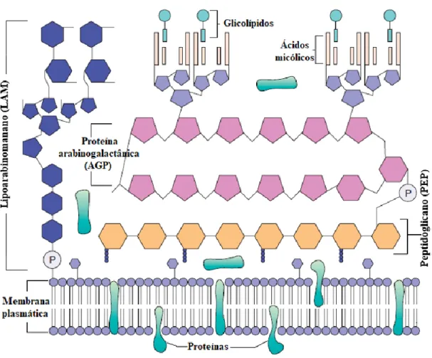 Figura  1:  Estrutura  da  parede  celular  de  micobactérias.  Na  figura  é  possível  observar  os  ácidos  micólicos  à  superfície  (associados  a  glicolípidos),  que  fazem  destas  bactérias  bacilos   álcool-ácido-resistentes  (B.A.A.R.),  várias 
