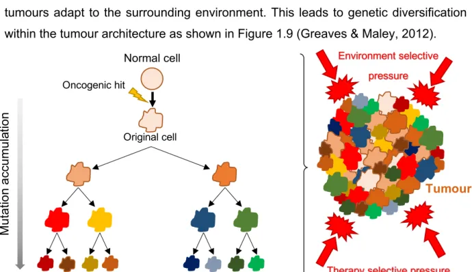 Figure  1.9.  Clonal  evolution  theory:  The  clonal  expansion  leads  to  cell  populations  with  different  mutational landscapes (different colors) and different levels of mutational accumulation