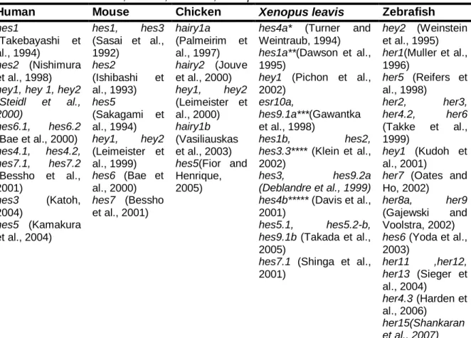 Table 1.2 - Compilation of Hes-family genes and its different transcripts described so far in  Human, Mouse, Chicken, Xenopus leavis and Zebrafish