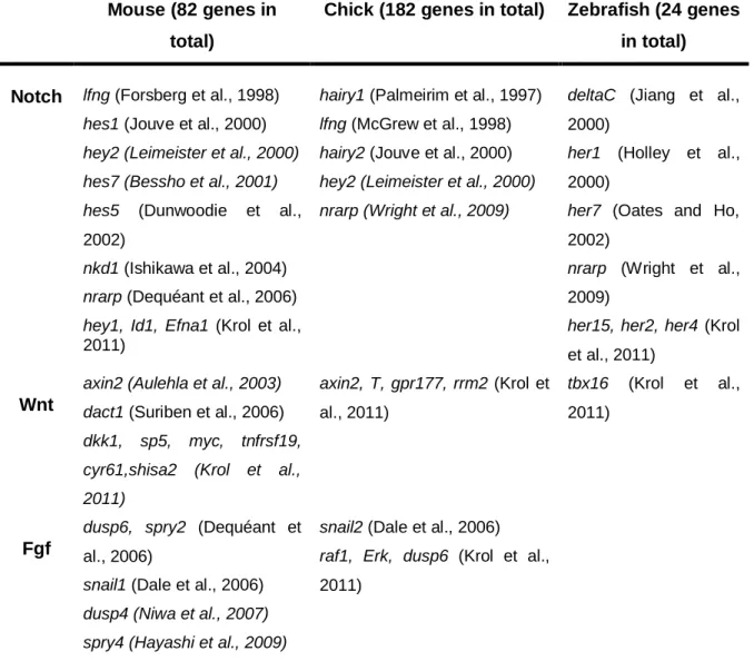 Table 1.3 - Comprehensive presentation of the PSM oscillatory genes belonging to the  Notch, FGF and Wnt signalling pathways in mouse, chick and zebrafish