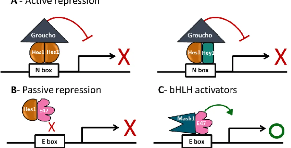 Figure  1.6  -  Active  and  passive  repression  of  Hes1.  A  –  Active  repression:  Hes  factors  are  able  to  actively  repress  transcription,  by  binding  to  the  N  box,  in  form  of  homodimers    (left  panel)  or  heterodimers  with  Hey  (
