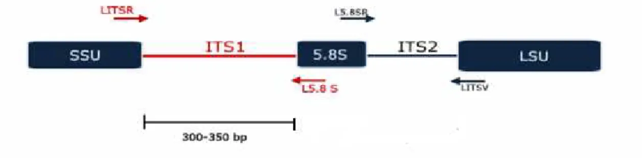 Figura 11: Organização do locus do rDNA dos tripanossomatideos. Subunidades conservadas SSU (subunidade  menor) e LSU (subunidade maior) subunidade variável: ITS 1  e ITS 2 