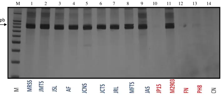 Figura  18:  Gel  de  poliacrilamida  á  5%  mostrando  a  amplificação  das  amostras  estudadas  com  os  iniciadores  B1/B2 específicos para espécies do complexo L