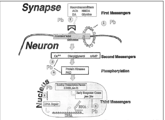 Figura 1 – Locais de ação do chumbo. Pontos de interação do chumbo: (1) canais de entrada de  voltagem; (2) neurotransmissores (sistemas de mensageiros primários); (3) mensageiros 