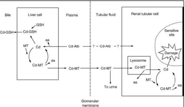 Figura  3  –Cádmio  no  organismo:  Formas  de  ligação  no  sangue,  síntese  de  metalotioneína  e  degradação no fígado e rins (Nordberg, 2009)