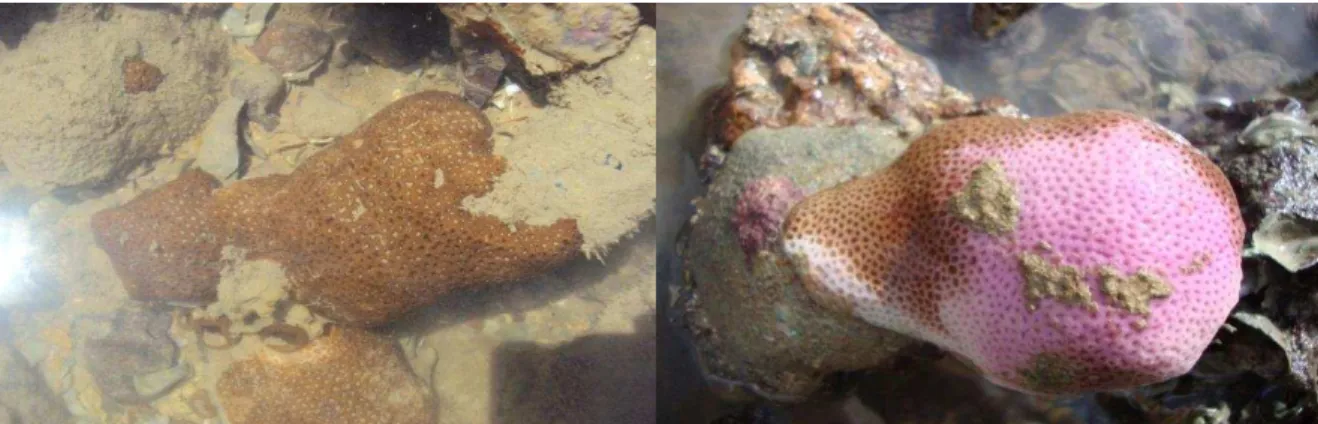 Figura  1.  Colônias  de  corais  S.  stellata  sadia  e  roxa  nos  recifes  de  corais  de  Cabo  Branco