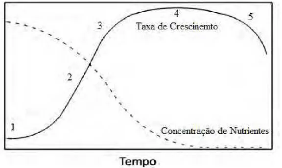Figura 1 - Representação esquemática de taxa de crescimento de algas em cultura e a concentração de  nutrimentos por um período de tempo