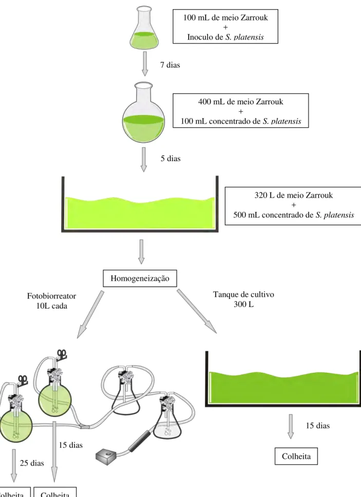 Figura 6 - Fluxograma representativo do preparo do cultivo para produção de biomassa de S