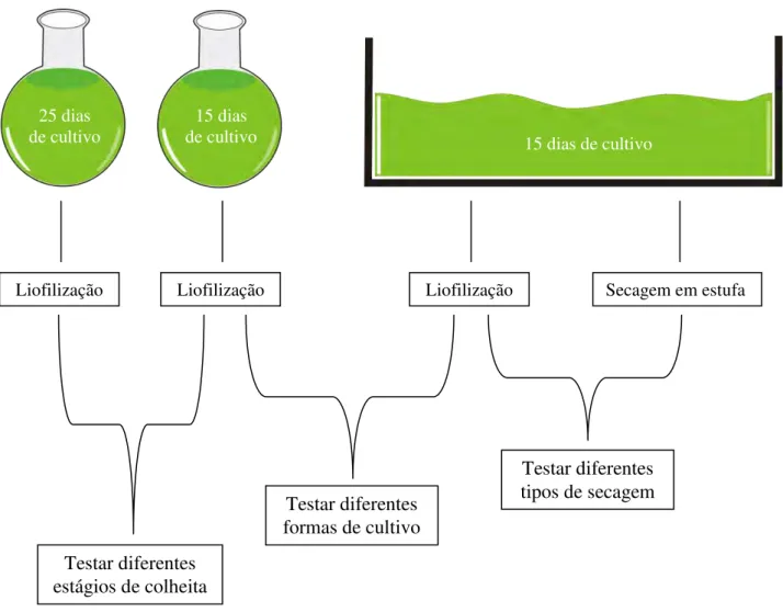 Figura 7- Fluxograma representativo dos ensaios realizados com cultivo S. platensis. 