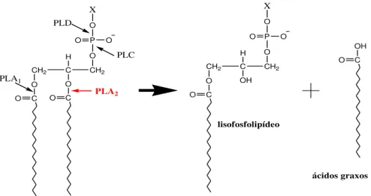 Figura  01.  Classificação  das  fosfolipases  de  acordo  com  a  posição  da  clivagem  na  região  polar  da  cadeia do substrato lipídico