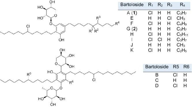 Figure  5.  Bartolosides  chemical  structures  enclose  several  chlorinations,  different  alkyl  chain  lengths  and  can  be  mono-  or  diglycosylated