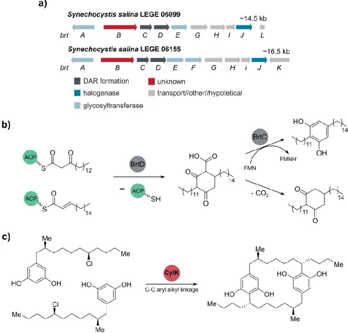 Figure  6. Biosynthesis  of  bartolosides  and  cylindrocyclophanes.  a)  Bartolosides  biosynthetic  gene  cluster,  brt,  from  S