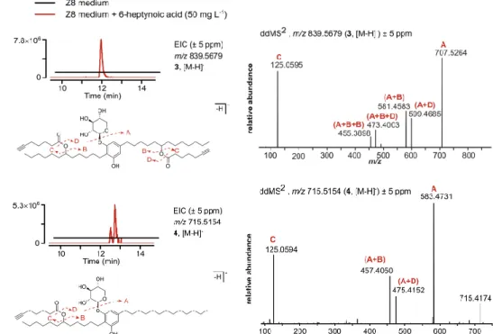 Figure 11. Formation of bartoloside A and G esters upon supplementation of S. salina LEGE 06099 with 6- 6-heptynoic  acid