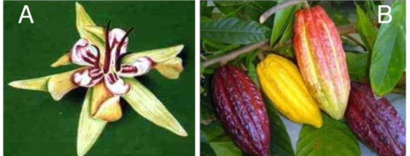 Figura 1  –  Flor do cacaueiro (A) e seus frutos (B). 