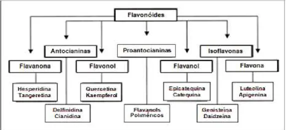 Figura 6  –  Grupo dos flavonóides e suas subclasses. 