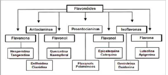 Figura 6  –  Grupo dos flavonóides e suas subclasses. 