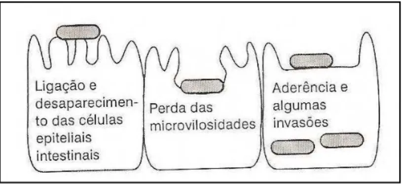 Figura 11. Infecção das células da mucosa intestinal por E. coli EHEC 