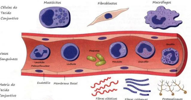 Figura 1  –  Células e tecidos envolvidos na resposta inflamatória 