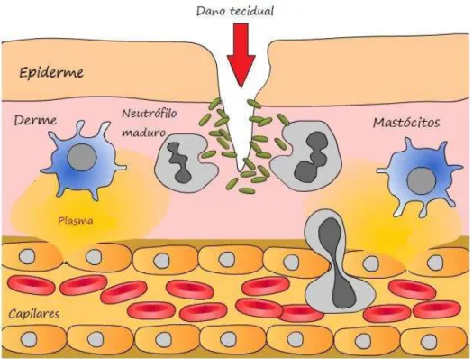 Figura 2  –  Visão geral do processo inflamatório agudo 