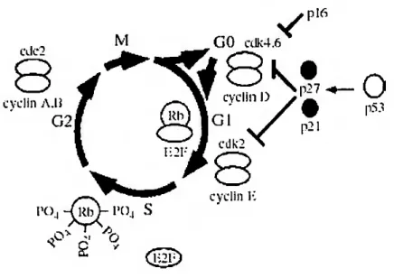 Figure 1.1 -The cell division cycle and its control [19]. 