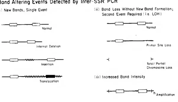 Figure 1.5- Band altering events detected by Inter-SSR PCR [29]. 