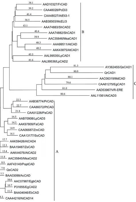 Fig. 5. Phylogenetic tree constructed from amino acid sequences of plant CADs including VR-ERE