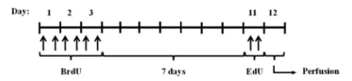 FIGURE 1 | Experimental procedure. Cast +/+ and Cast −/− mice were treated with BrdU for 3 days (every 12 h), and after 7 days with EdU (twice, 2 h apart)