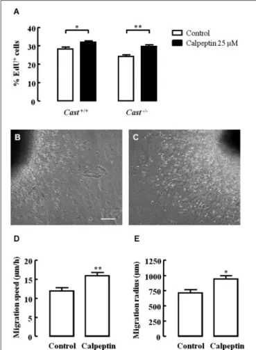 FIGURE 5 | Calpastatin deficiency decreases DCX immunoreactivity in the RMS. Representative images from sagittal striatal brain sections of Cast +/+ (A) and Cast −/− (B), showing migrating neuroblasts in gray, labeled for DCX
