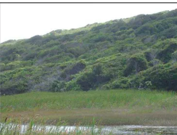 Figura 6 – Área controle, onde a vegetação não foi retirada. Área da Millenium Inorganic Chemical  Mineradora LDTA., Município de Mataraca, Paraíba Brasil