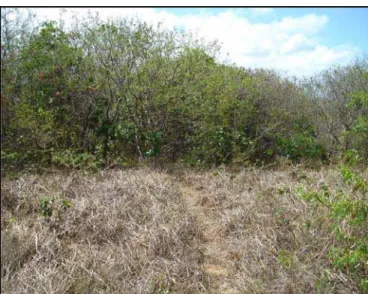 Figura 10 – Vegetação da área reflorestada há 17 anos. Área da Millenium Inorganic Chemical  Mineradora LDTA., Município de Mataraca, Paraíba Brasil