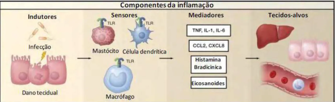Figura  2:  Componentes  da  inflamação.  A  via  inflamatória  consiste  de  indutores,  sensores,  mediadores, e os tecidos-alvos