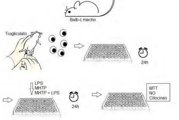 Figura 11: Avaliação da atividade do MHTP em modelos  in vitro