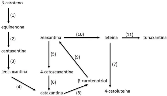 Figura 9 – Rotas Metabólicas de alguns carotenóides que ocorrem no pescado. 