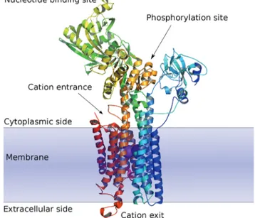 Fig. 1 Schematic view of the E1 form of Ca 2+ SR ATPase. Note the two calcium ions ( purple) in the cation channel