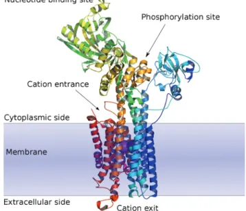 Fig. 1 Schematic view of the E1 form of Ca 2+ SR ATPase. Note the two calcium ions ( purple) in the cation channel
