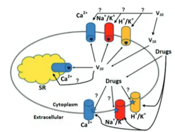 Fig. 2 E1 – E2 ATPases, a family of cation pump enzymes, are known targets for speci ﬁ c drugs including decavanadate (V 10 )