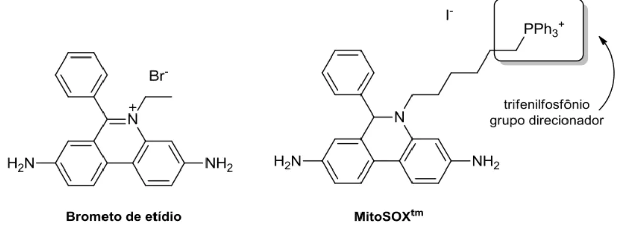 Figura 7. Marcadores comerciais brometo de etídio (seletivo para dsDNA) e MitoSOX (seletivo para  mitocôndrias).