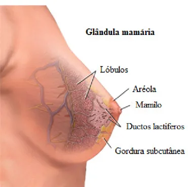 Figura 4 - Anatomia da mama (adaptada de Zieve, 2013). 