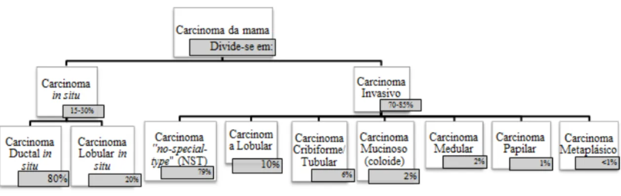 Figura 5 - Tipos de cancro da mama e suas percentagens (Lester, 2004). 