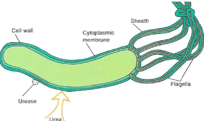 Figura 6 – Esquema da célula de H. pylori, mostrando a presença de flagelos.  