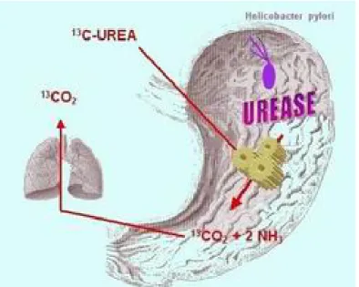 Figura 7 – Esquema mostrando que a urease de H. pylori hidrolisa a ureia do estômago em CO2 e NH3, o  que cria nichos de neutralidade de pH para o crescimento bacteriano