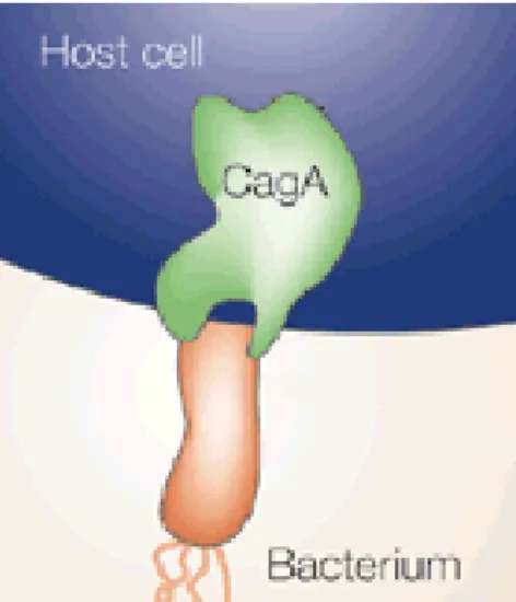 Figura 9 – Esquema mostrando o contacto intimo da mucosa gástrica com H. pylori cag A+