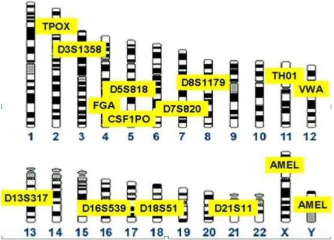 Figura 2: Os treze marcadores do CODIS e sua localização nos cromossomos. 