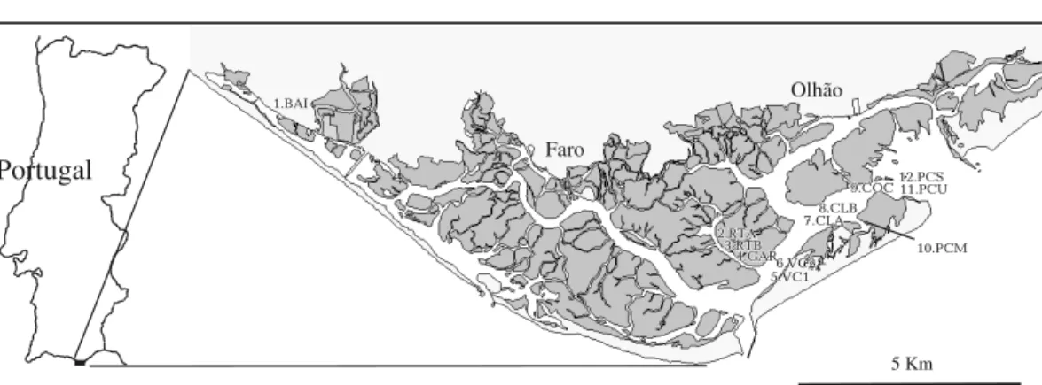 Fig. 1. Map of the Ria Formosa coastal lagoon system, southern Portugal, showing the 12 sites at which Zostera marina was found  and collected for genetic analysis