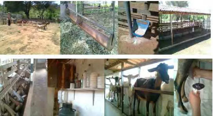 Figura 2 – Sistema de produção de leite caprino nas Usinas de beneficiamento da região ocidental do  Cariri paraibano  