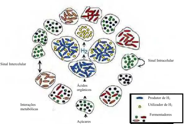 Figura 1 - Exemplo de ecologia de comunidades microbianas.  As quatro  microcolônias centrais correspondem aos organismos que geram e consomem o  hidrogênio