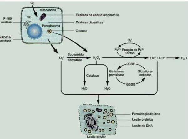 Figura 4-Formação de radicais livres (espécies reativas do oxigênio) e mecanismos antioxidantes biológicos